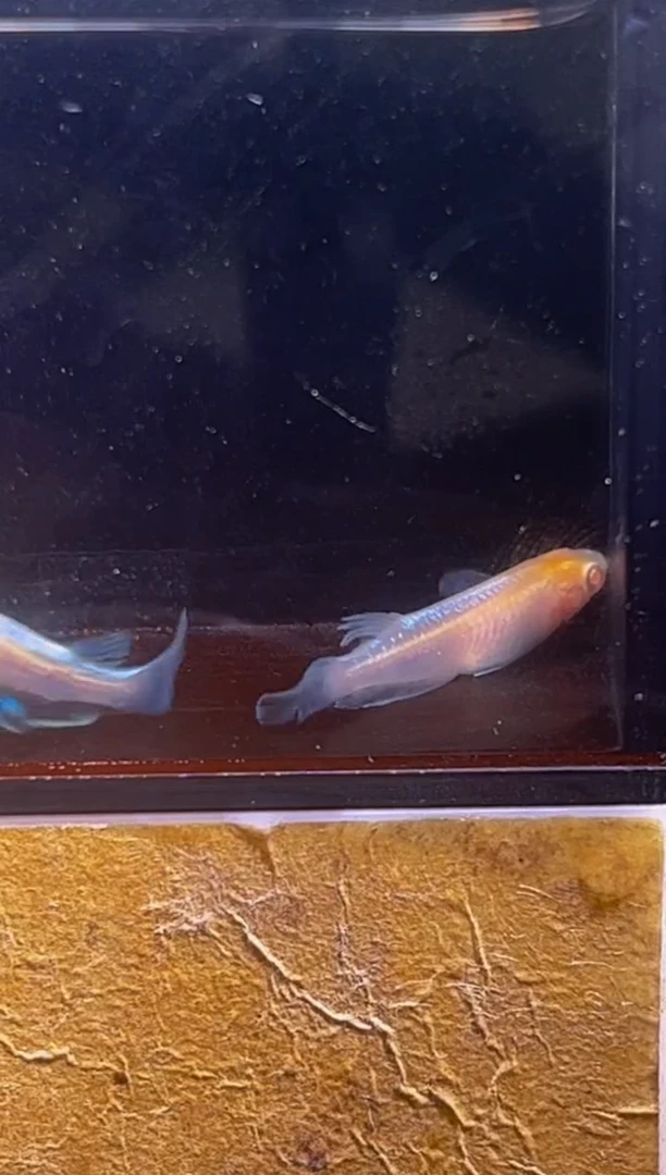 青鳉鱼观背青鳉一物一拍29