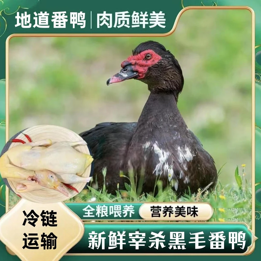 【大牛1】农家放养番鸭 单只净重4-5斤 冷链包邮