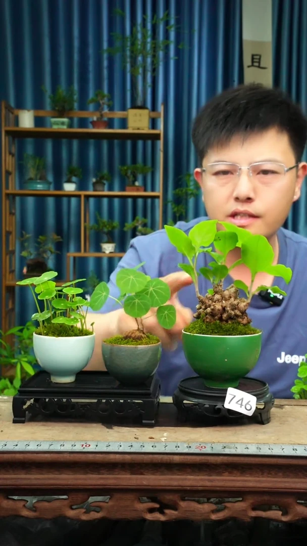 无花朵苔藓微景观号