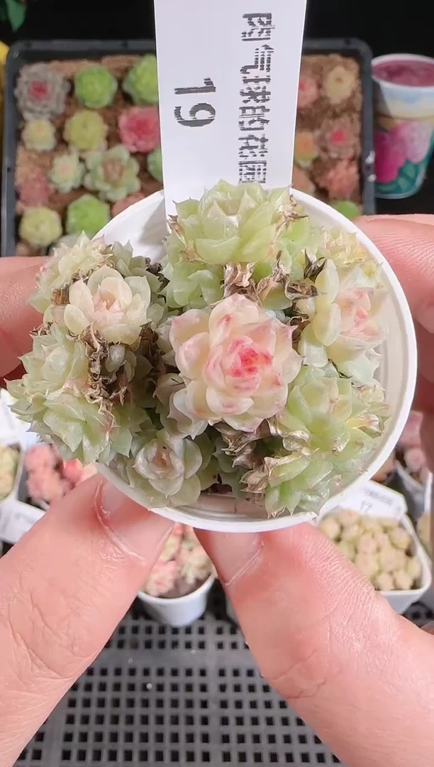 1128-19群生不包整