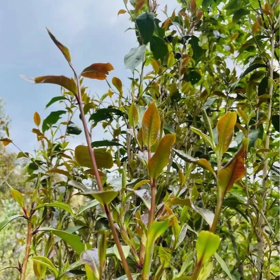 2025年白莺山93号-野生紫芽单株头春散料【普洱生茶】