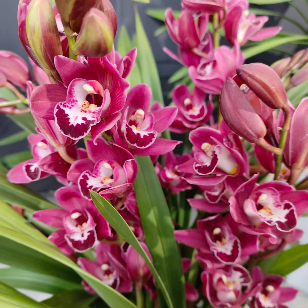 高端粉色直兰 黑珍珠5支及以上 大花惠兰 年宵花 室内花卉