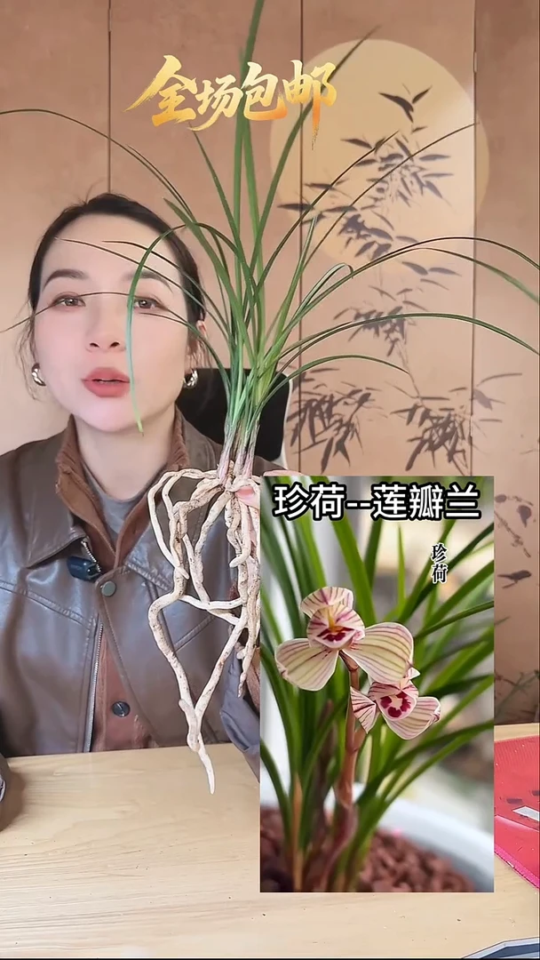 当前无花栽培后可以开花：珍荷