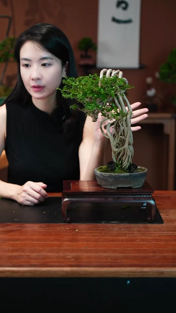 无花朵寿娘子盆景盆景盆景