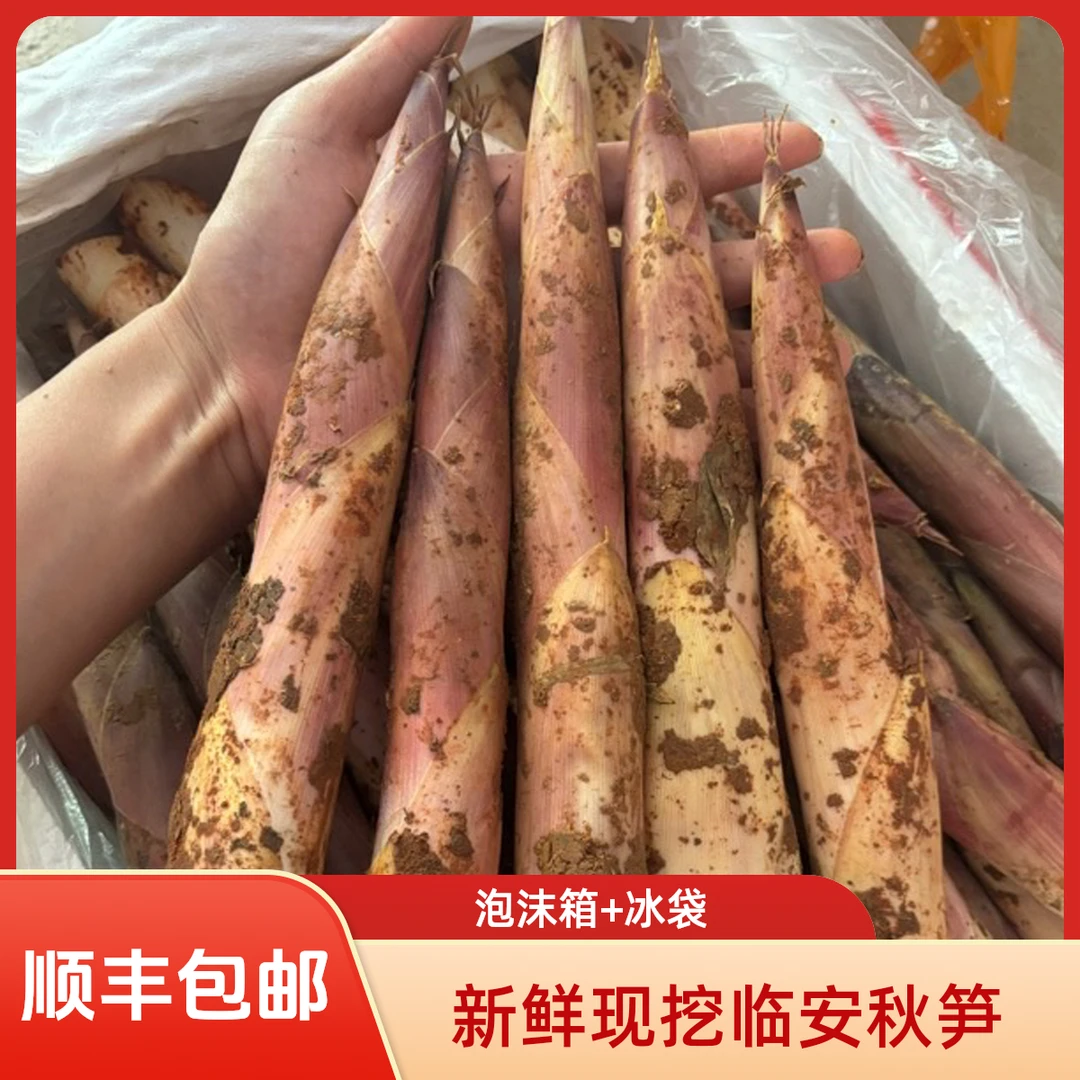 临安秋笋雷竹笋现挖现发新鲜蔬菜顺丰包邮到家