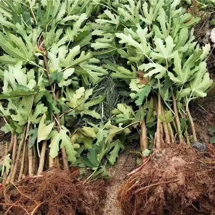 无花果树苗 盆栽地栽