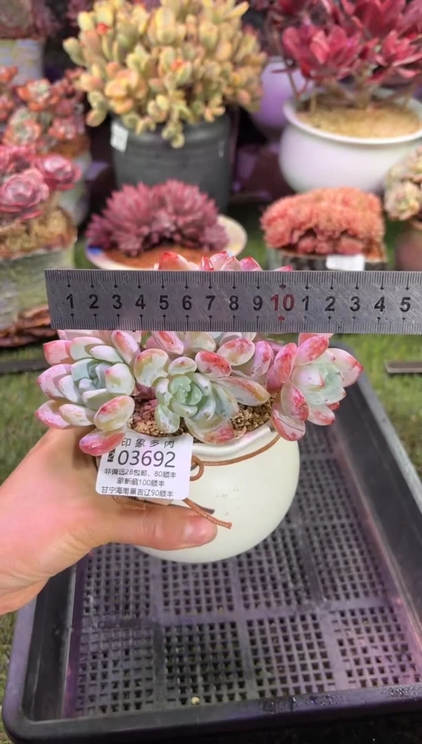 【闪购商品】03692脱土带盆