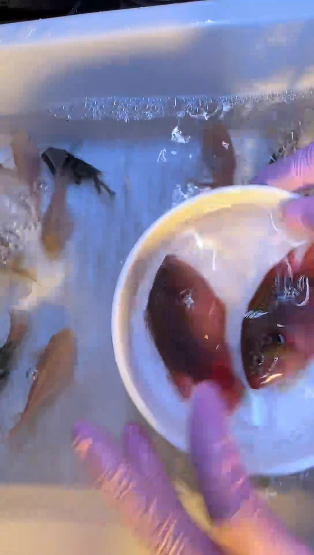 鹦鹉鱼红宝石球2条