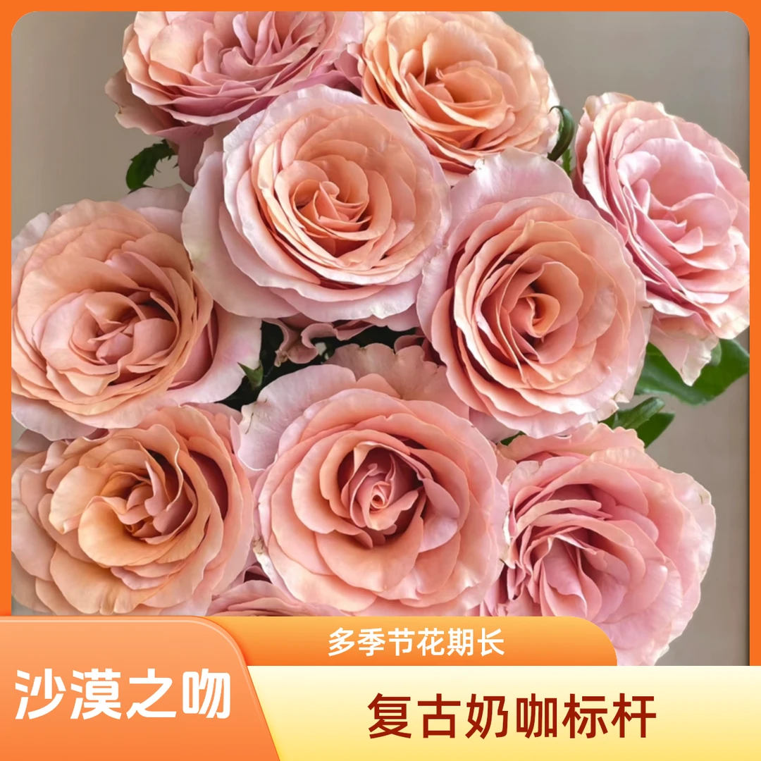 黑哥的花园莫泊月季复古奶咖色大花耐热抗病庭院阳台盆栽地栽