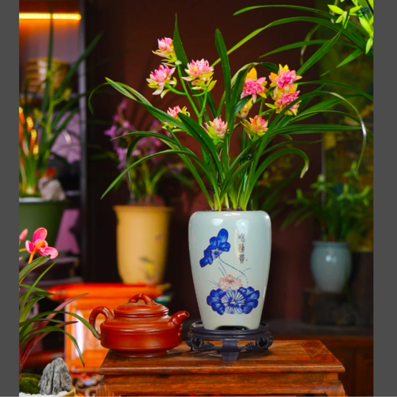 新款建兰[玉影牡丹]室内客厅桌阳台好养兰花盆景盆栽绿植花卉