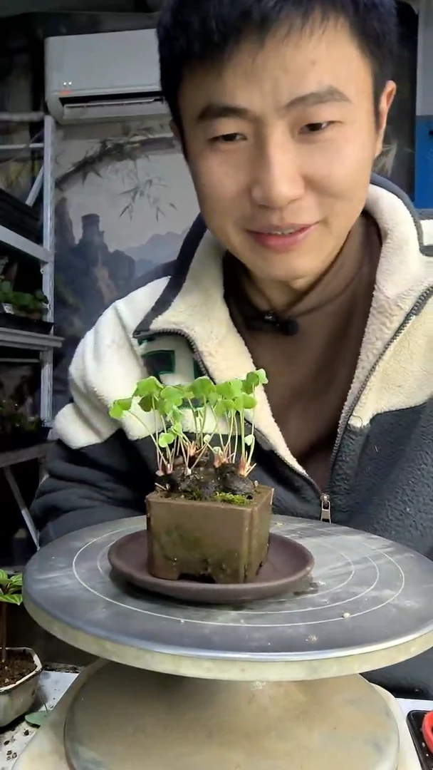 小*香中青园艺一物一拍71