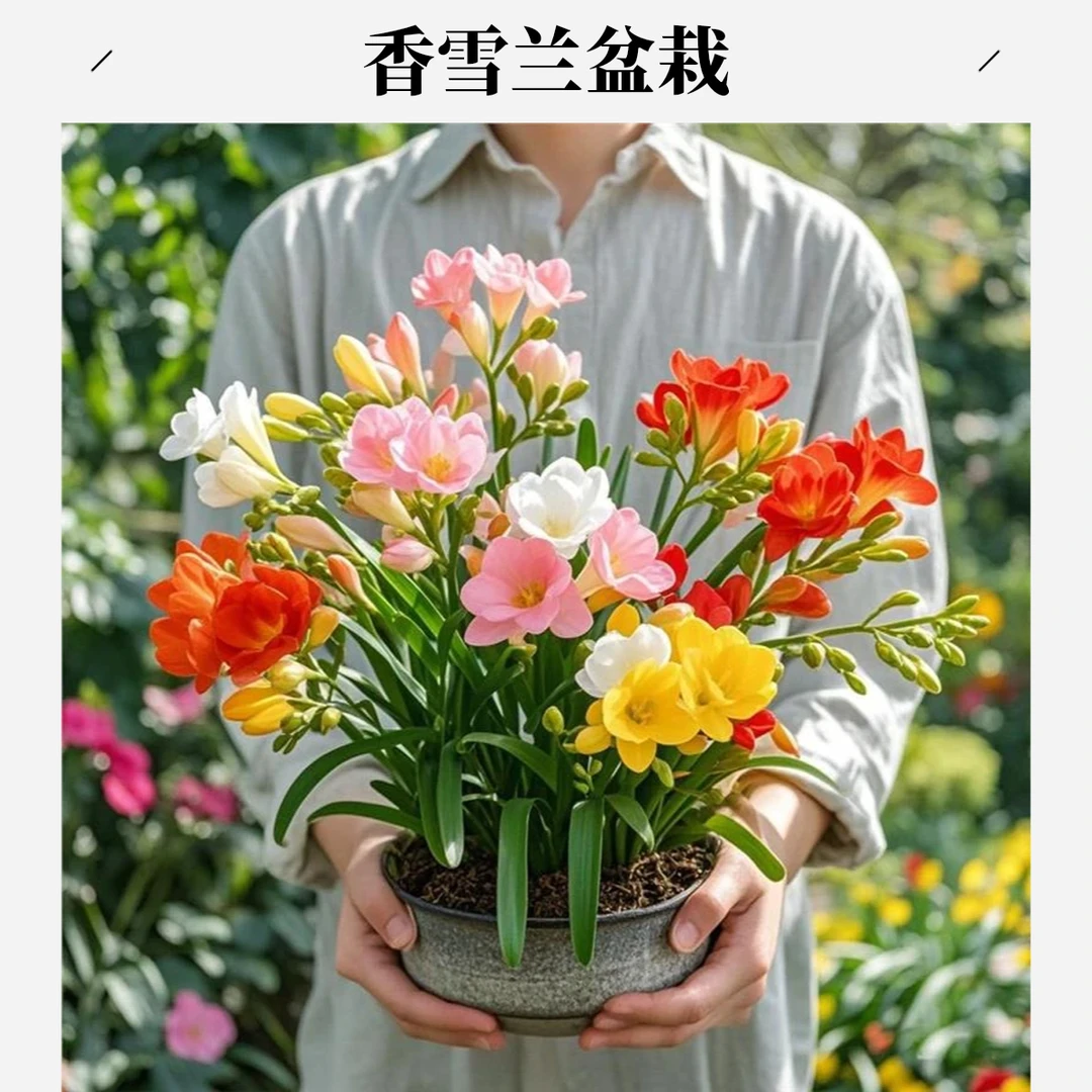 重瓣香雪兰盆栽基地直发小苍兰带芽发货春节左右开花香满屋花期长