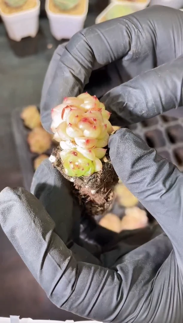 闪购1028 麦秆小群多肉一颗