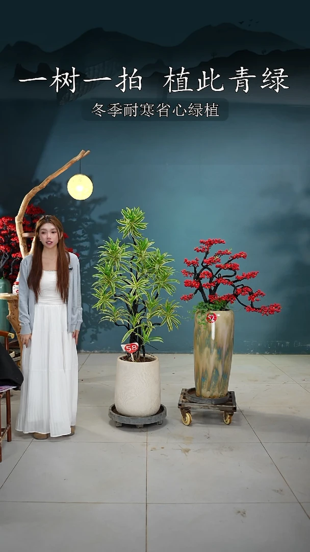 当前无花朵，栽培后可花朵E****F金边百合竹