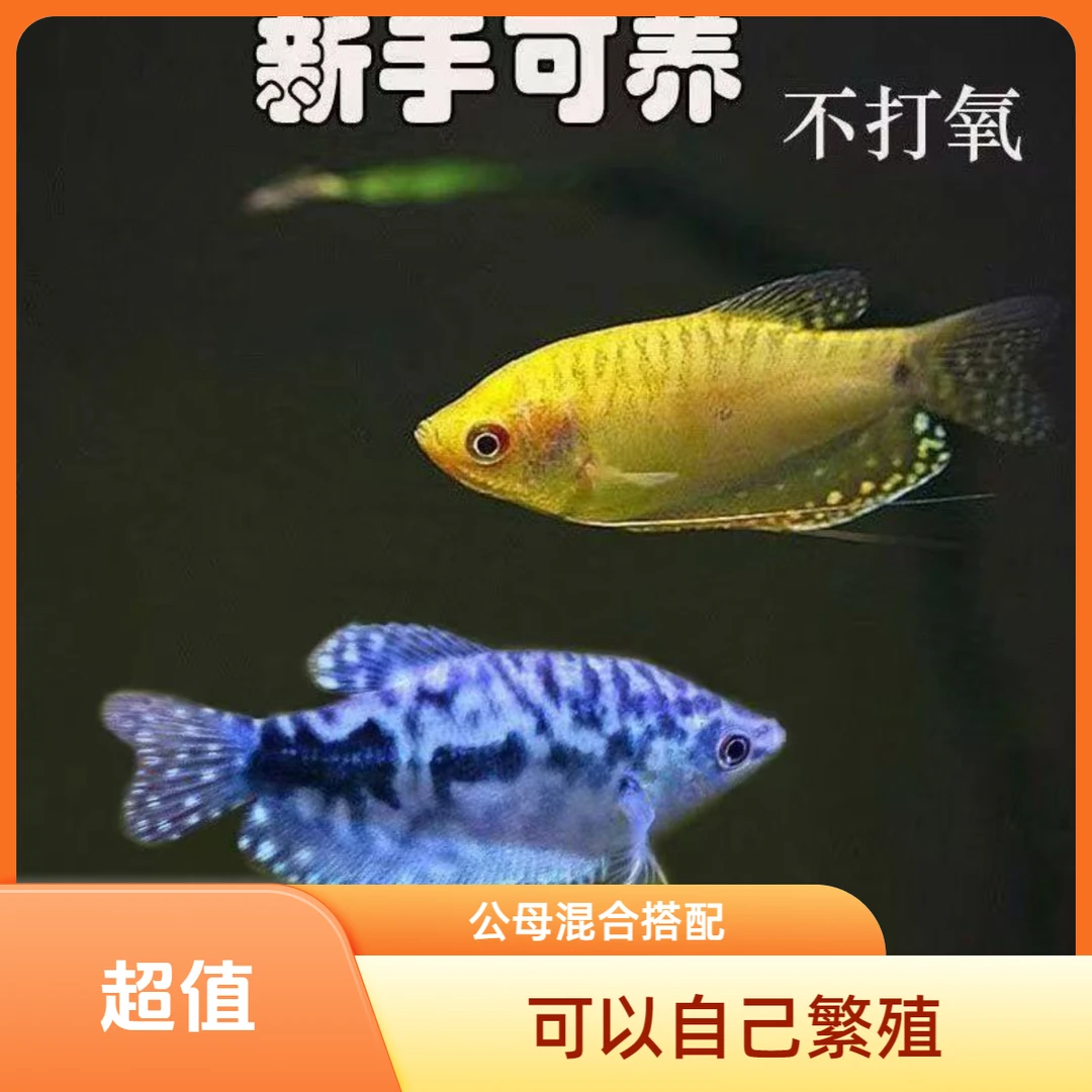 【能繁殖】曼龙鱼 热带鱼无需打氧新手观赏鱼小型活体公母搭配萌宠