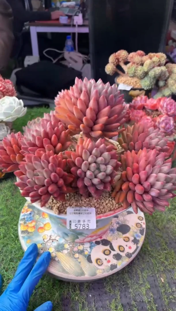 昆明印象多肉5783