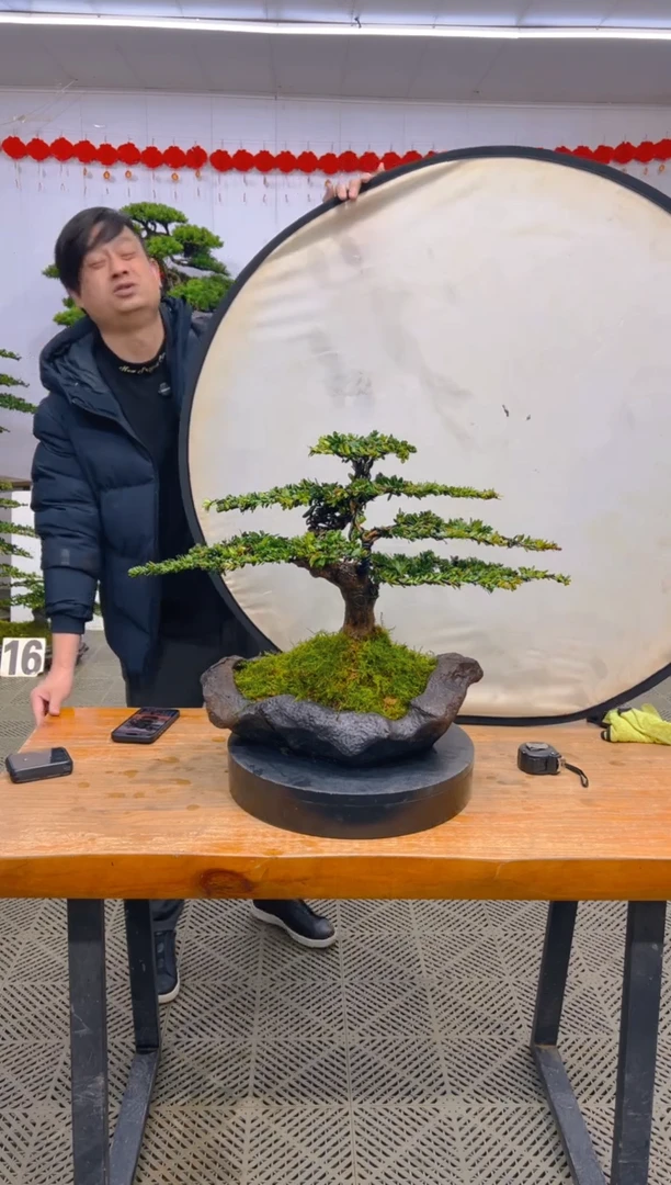 【闪购商品】盆景盆景