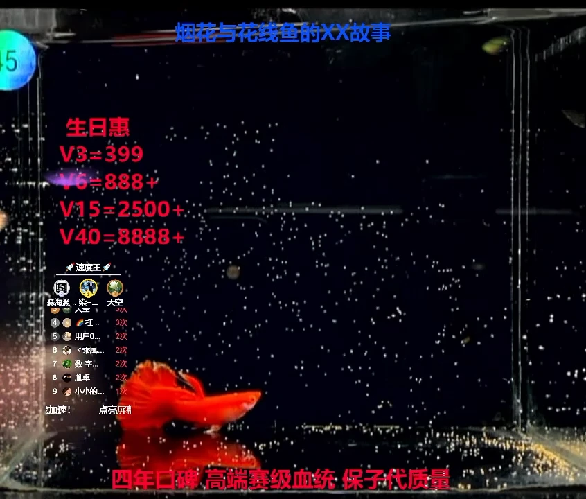 孔雀鱼小圆满种鱼破损体验1对