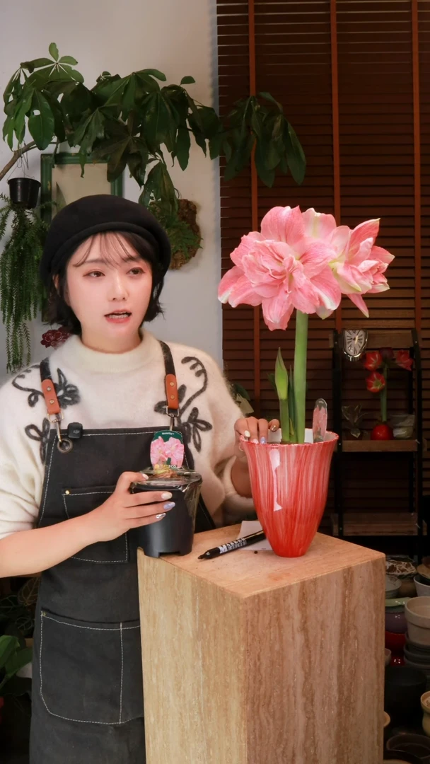 当前无花朵，栽培后可花朵 玫瑰花漾 加盆 种好发货 顺丰包邮