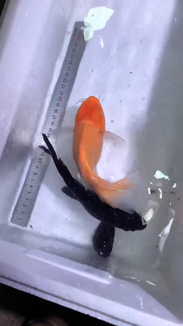 蝴蝶鲤鱼蝴蝶鲤直播选鱼专用链接 凭开箱视频售后