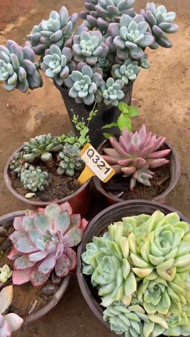 Q321多肉组合默认脱土发货