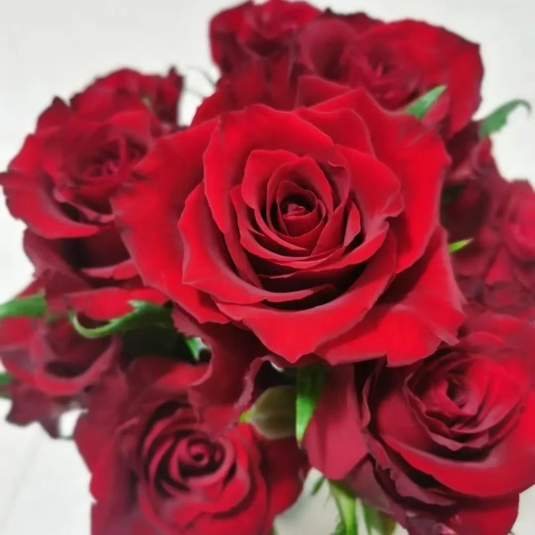 【红玫瑰福利】红玫瑰+橙色泡泡+洋甘菊+向日葵+尤加利叶