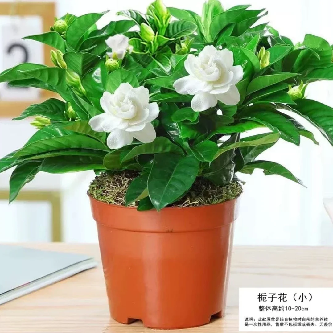 奶油香栀子花 迷你版 带花苞发货