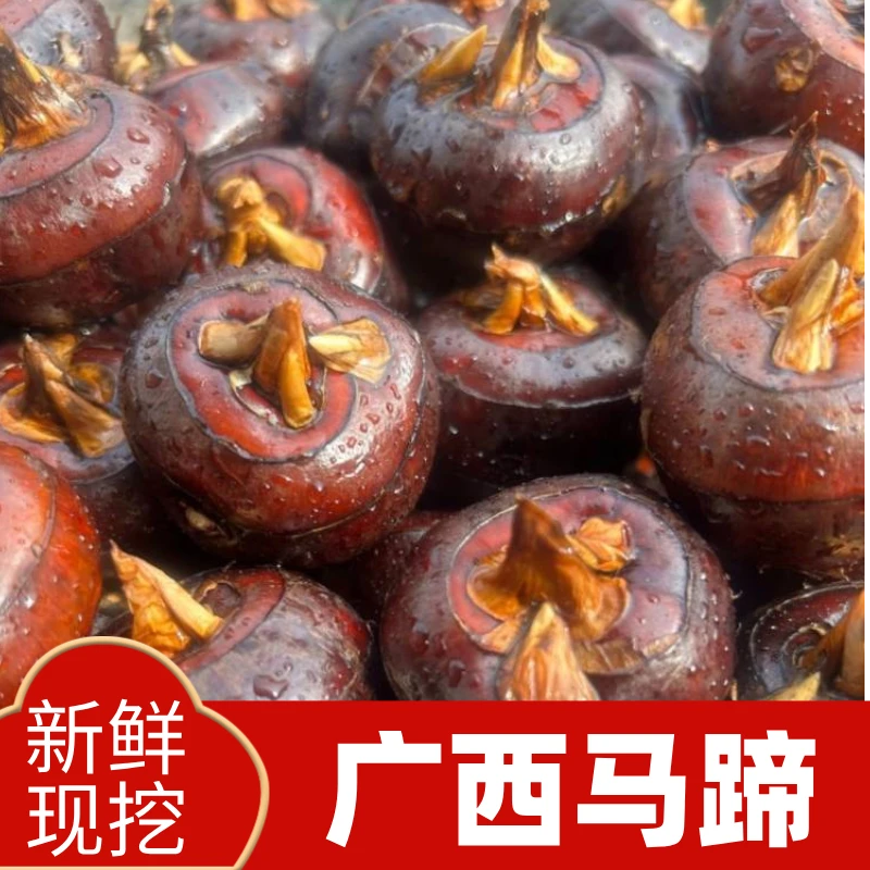 广西马蹄红皮水果马蹄脆甜多汁皮薄肉厚产地新鲜现挖荔浦马蹄荸荠