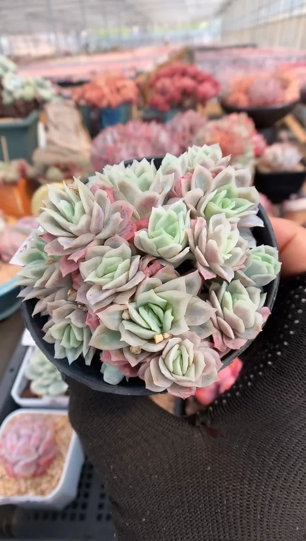 【闪购商品】636绿玫瑰锦一物一拍