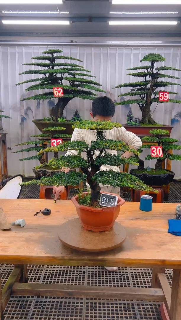 无花朵精品盆景直播间一物一拍