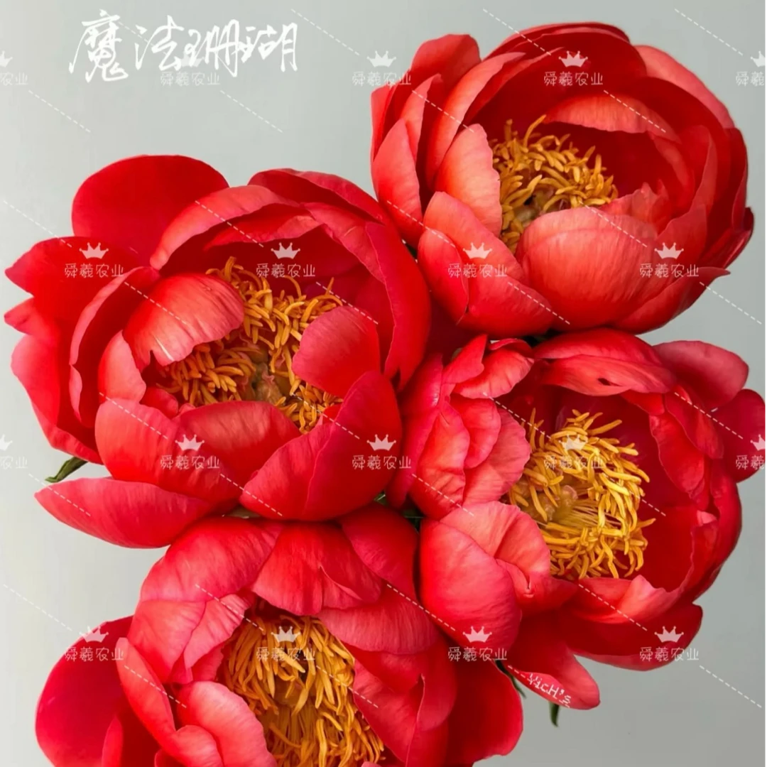 【珊瑚魔法】芍药花苗重瓣观赏花卉适合庭院盆栽