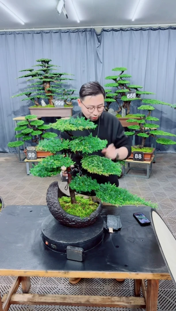 无花朵盆景.......