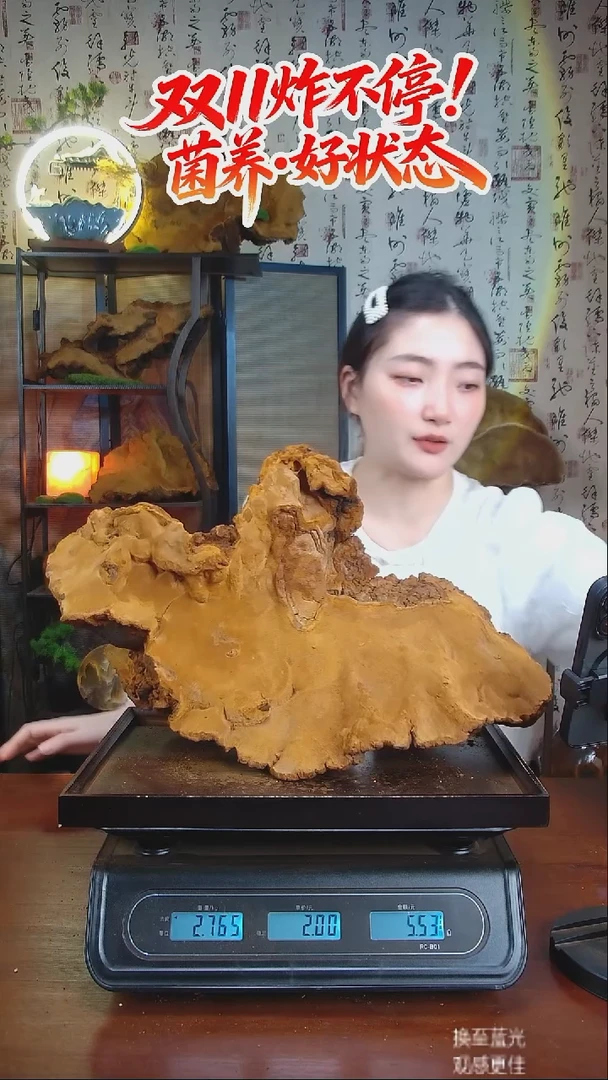 松针层孔菌中国大陆【藏区 野生】松树桑黄（5.54斤）70-80年份