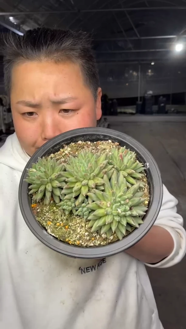 【闪购商品】42-绿心美人带盆土9.99