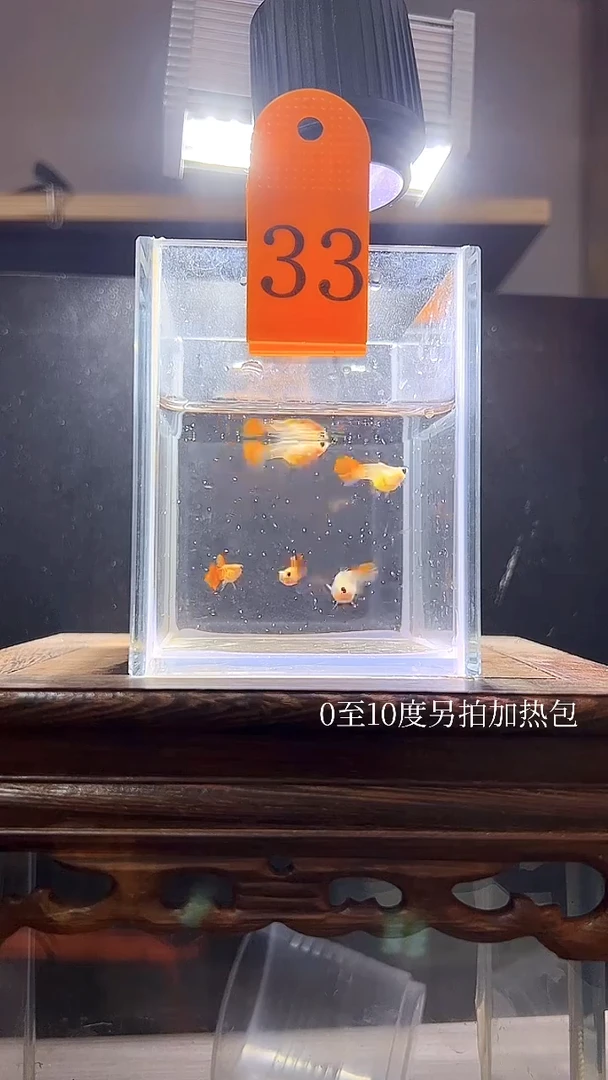 孔雀鱼银河普通体33