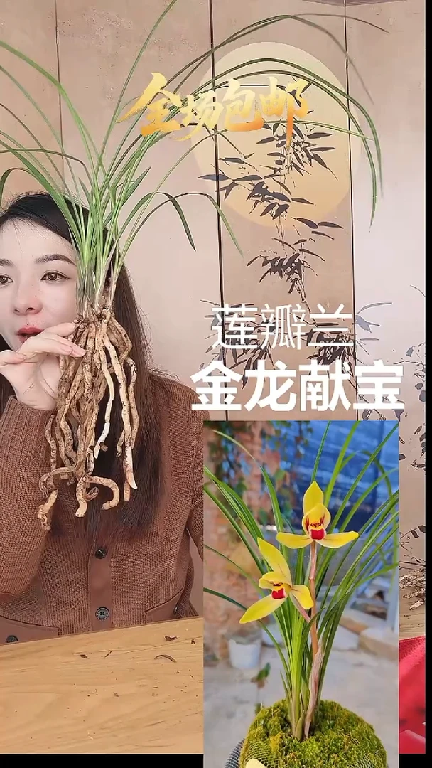 当前无花栽培后可以开花：金龙献宝
