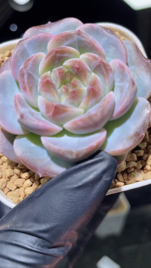 1202 雪清碧玺 5.0厘米左右 量拍随机发