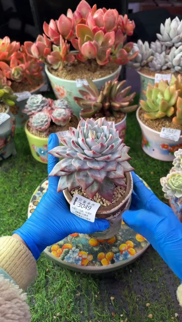 昆明印象多肉3049