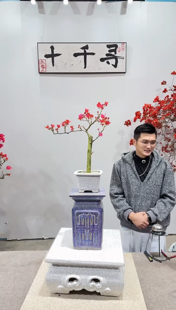 完全开放四季红三角梅