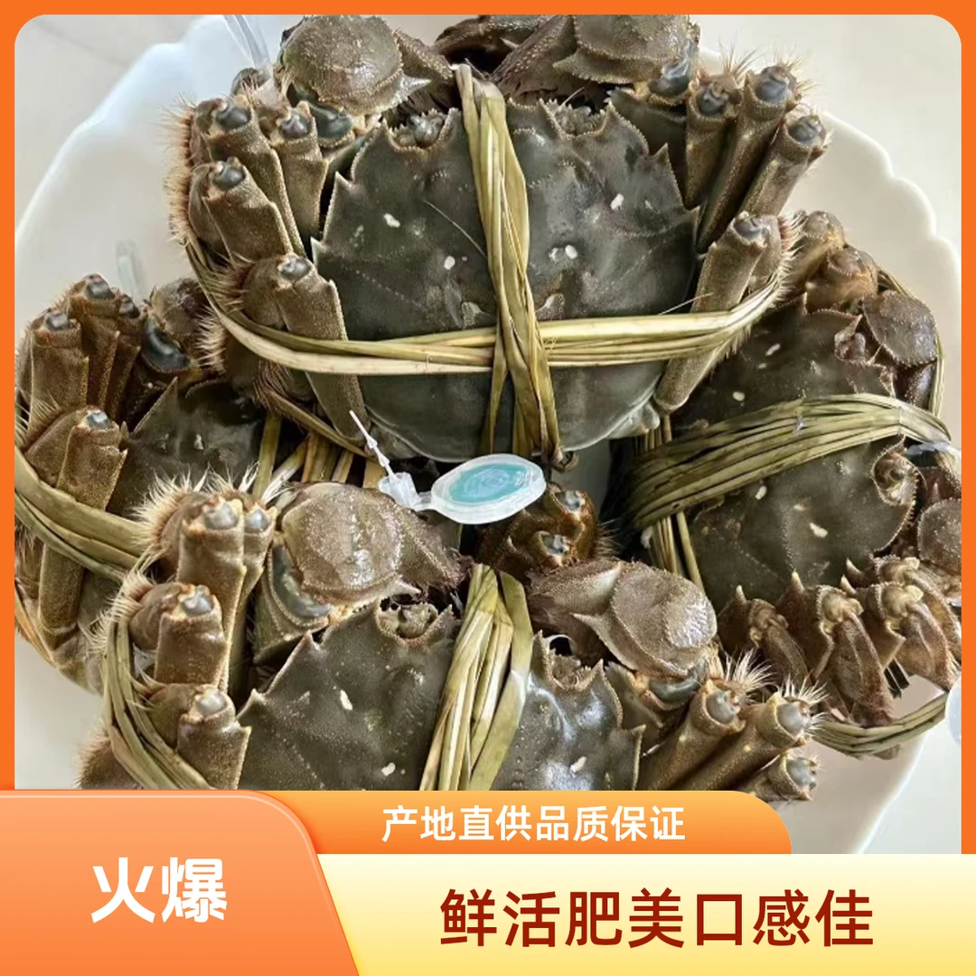 江苏大闸蟹母蟹单只3两以上现称先发