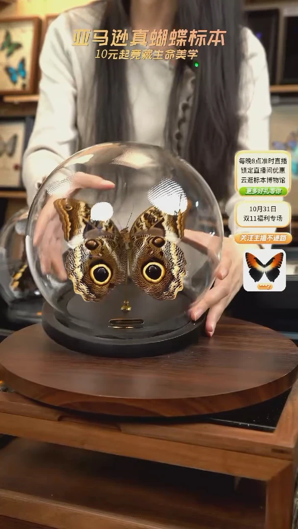 黑猫头鹰环蝶反面玻璃球款