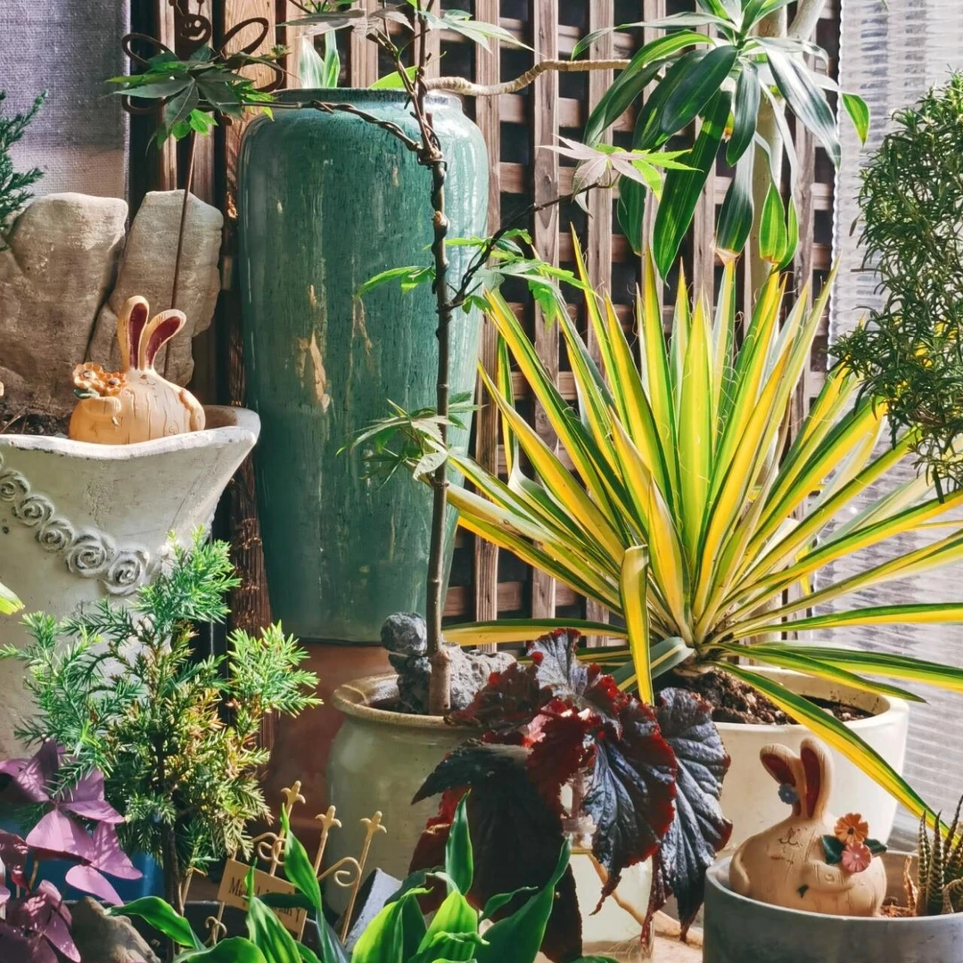 进口品种【金心丝兰】庭院花园花境线条植物耐阴耐寒耐晒耐热