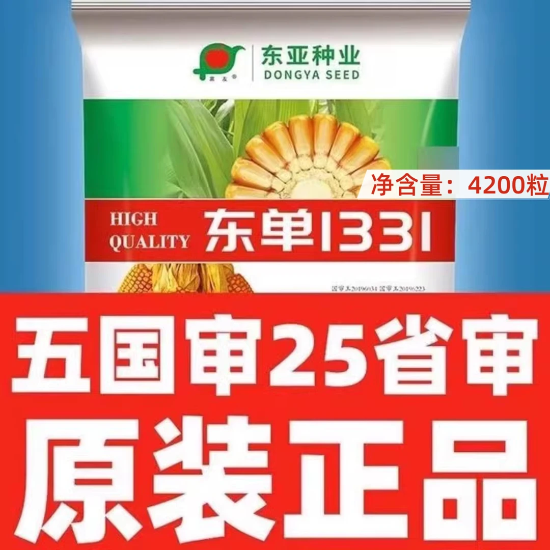 东单1331适应性广高产玉米出籽率高东单1331玉米高产玉米品种