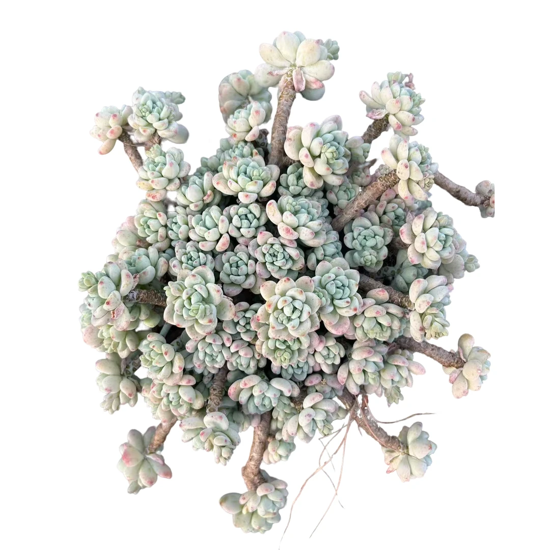 【罗琦】 精品丸叶老桩多肉植物 办公桌阳台院子养护 脱土裸根发