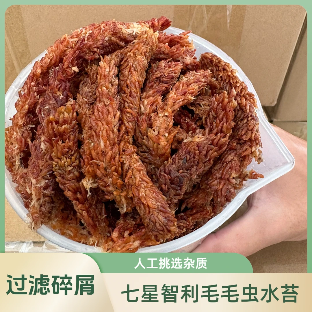 七星级智利毛毛虫水苔-植物发根长根-蝴蝶兰/石斛/鹿角蕨/君子兰