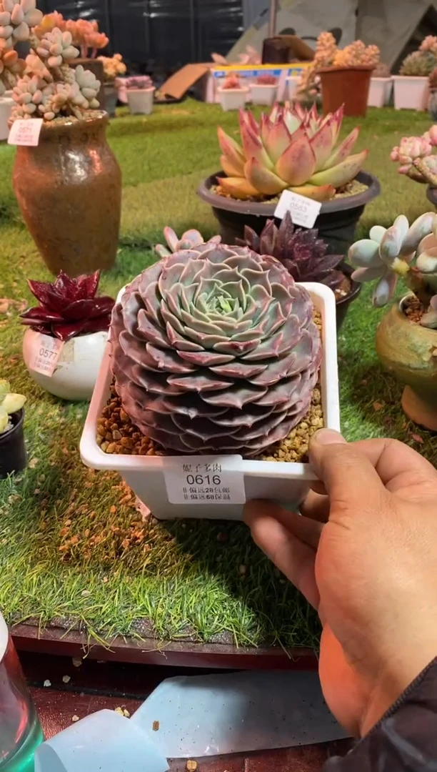 【闪购商品】海琳娜0616aaaa