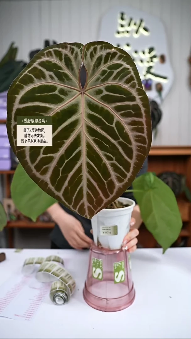 完全开放Y74skg杂