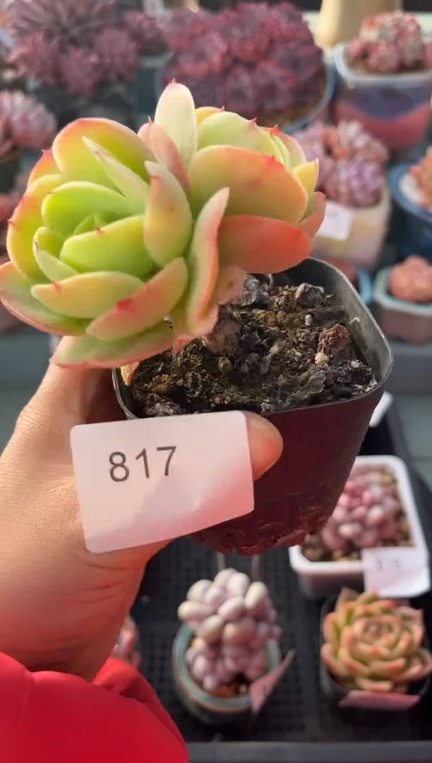 817双头碧桃多肉