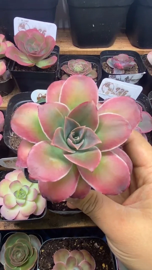 楹楹山地玫瑰/118/8cm