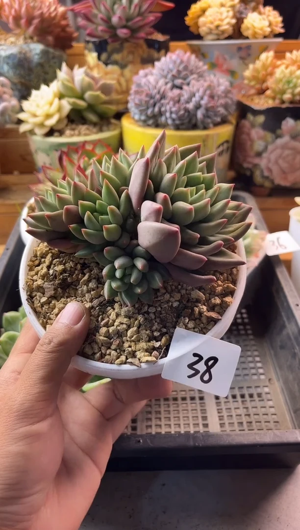 9.22-38米其林111111111111111